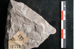 Foto (Detailansicht) von Dictyopteris brongniarti Gutb. (NHMW-GEO-2024-0188-10774)
